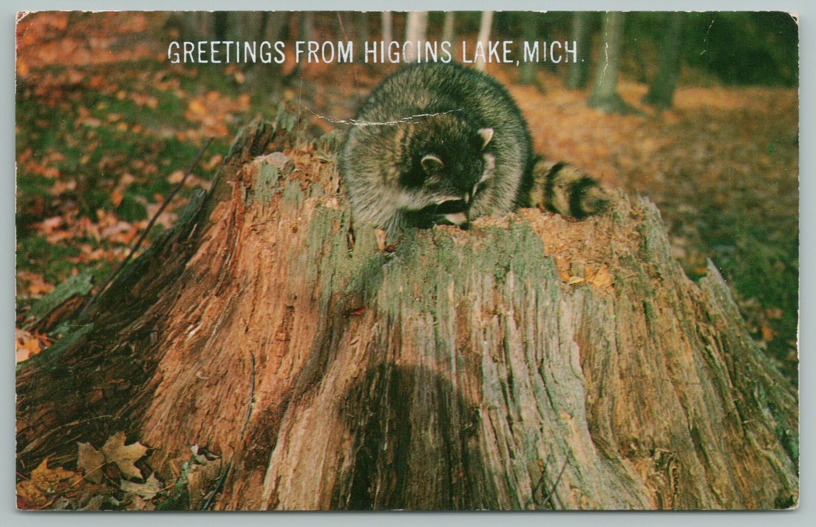 Higgins Lake Michigan~raccoon Digging In Tree Stump~vintage Postcard